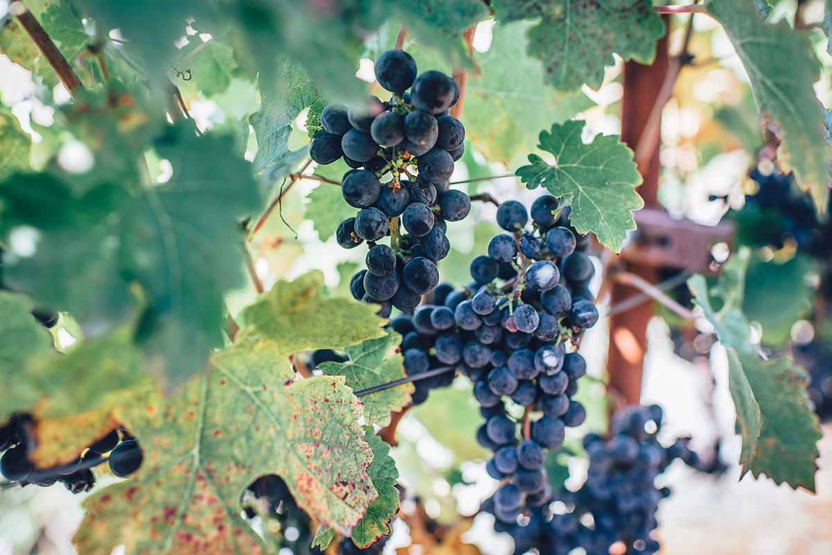 2020 vineyard challenges wine