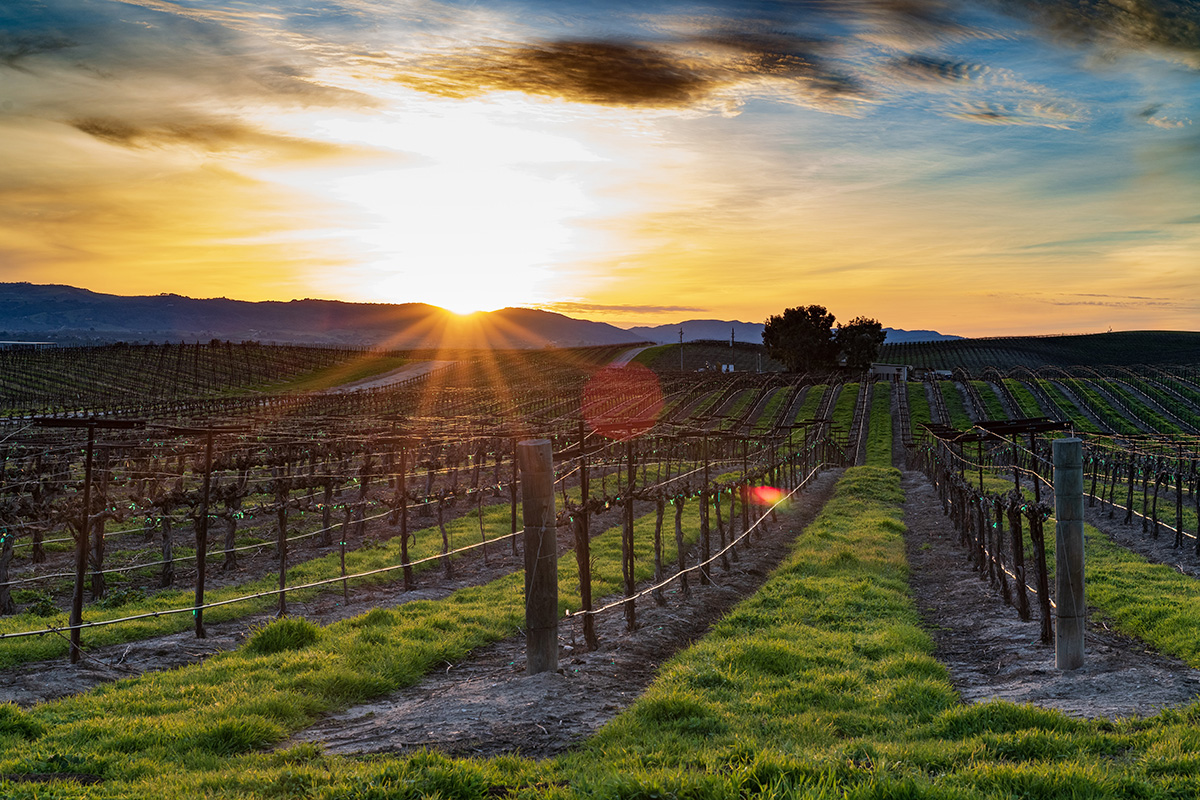paso robles vs napa valley california wine