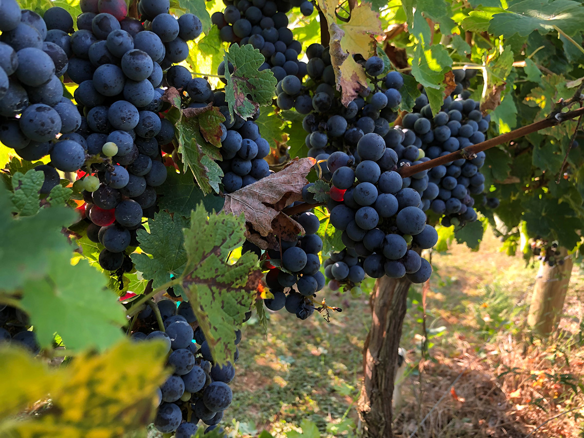 veraison wine grapes